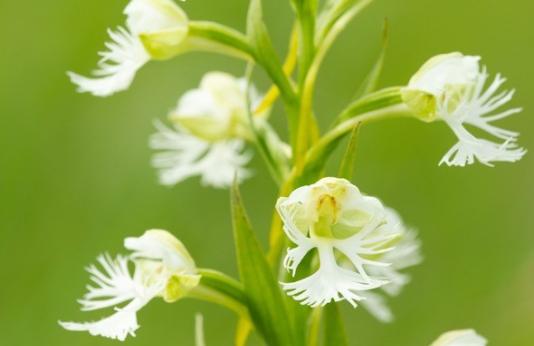 prairie fringed orchid 