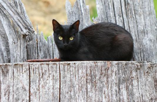 Black Barn Cat