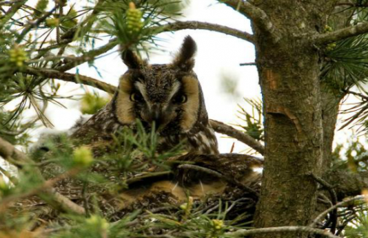 Long Eared Owl peers through the branches of a pine tree