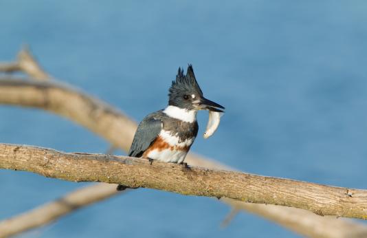female belted kingfisher