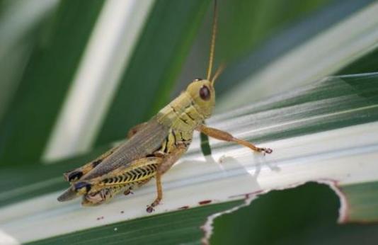 differential grasshopper