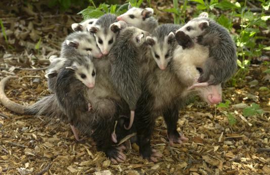 Opossum mother and babes