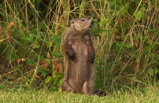 groundhog standing on hind legs
