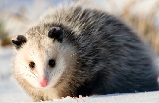 Opossum in snow