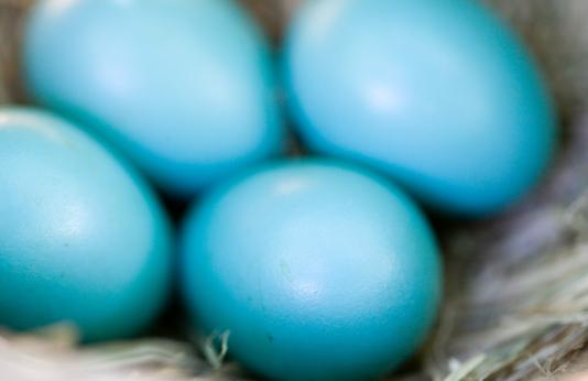 Four American robin eggs in a nest. They are a brilliant shade of blue.