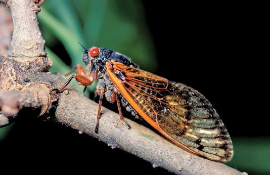 Periodical cicada on branch