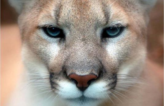 Closeup of mountain lion face