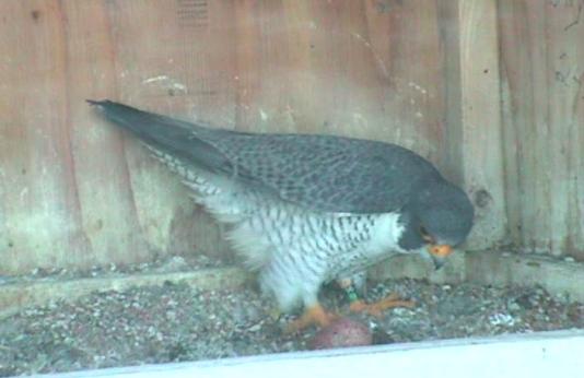Peregrin falcon inspecting her egg