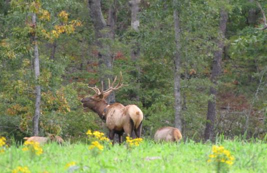 Bull elk bugling at Peck Ranch Conservation Area