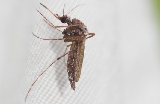 image of Mosquito