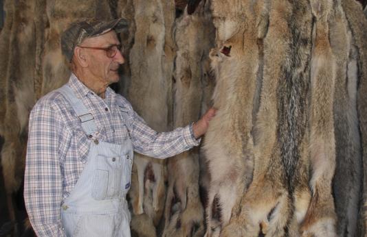 Bud Keller examines coyote pelt 