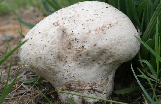 Photo of a giant puffball, a large, smooth, rounded mushroom, growing in grass