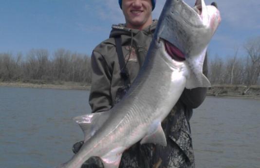 Paddlefish Caught in Missouri River