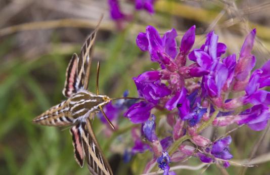 A sphinx moth sips nectar from a purple locoweed flower