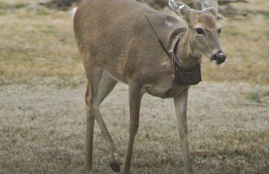 deer with tracking collar