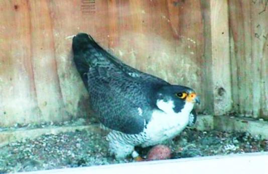 falcon in nest box with egg