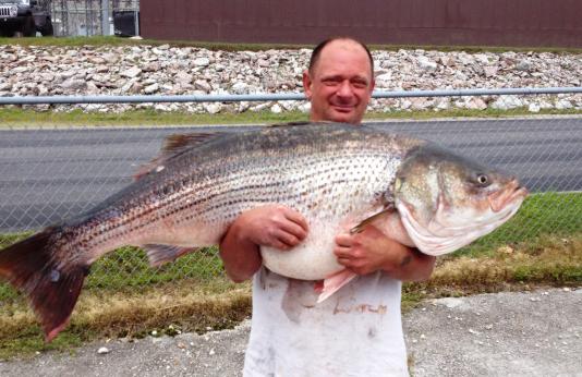 State-Record Striped Bass