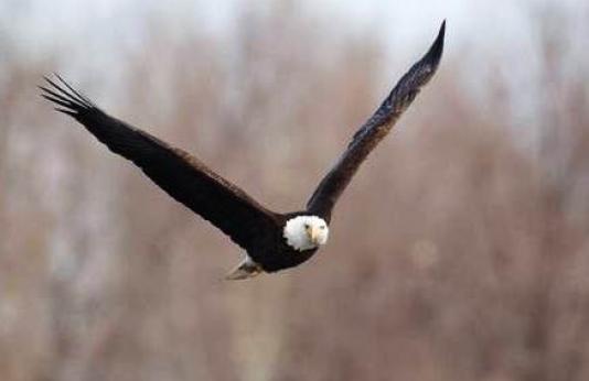 Eagle In Flight