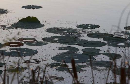 waterlily pads on a murky pond