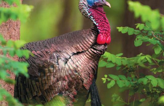 cover of the 2016 Spring Turkey Hunting Regulations and Information booklet