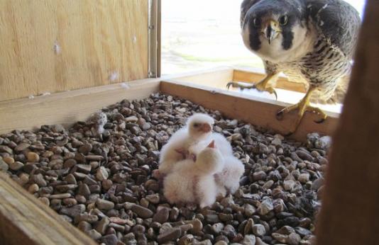 A peregrine falcon looks at its nestlings in a nesting box.