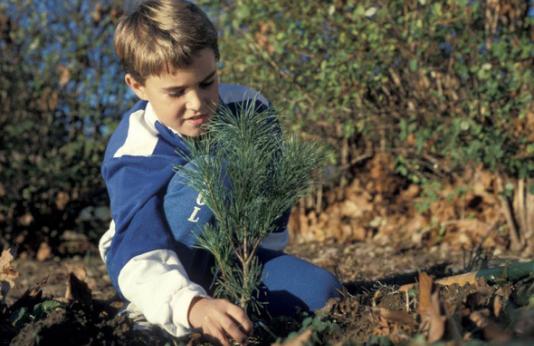 Kid planting a tree.