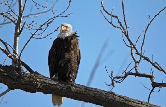 A bald eagle perched on a tree branch.