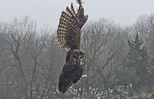 Barred Owl caught in discarded fishing line
