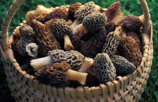 Basket of morel mushroomsq