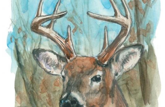 A watercolor painting of an antlered whitetail deer.