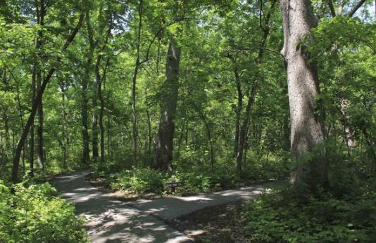 Burr Oak Woods trails