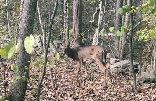 A deer that tested positive for CWD found in Ste. Genevieve County in October 2019.