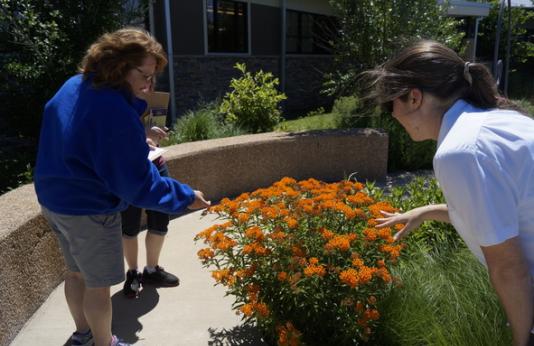 Teachers examine a butterfly milkweed