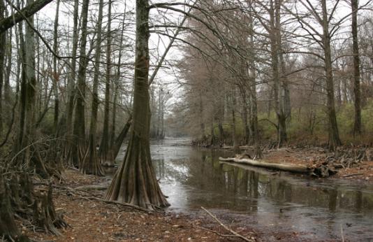 Hornersville Swamp Conservation Area