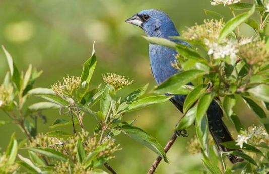 Blue bird sitting on a branch at Marshall I. Diggs Conservation Area.