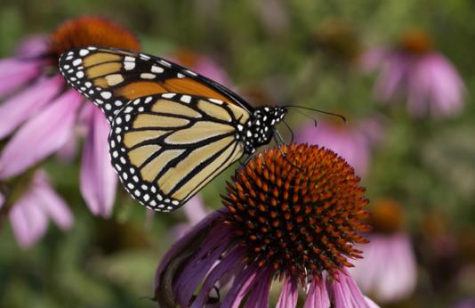 Monarch resting on a flower.