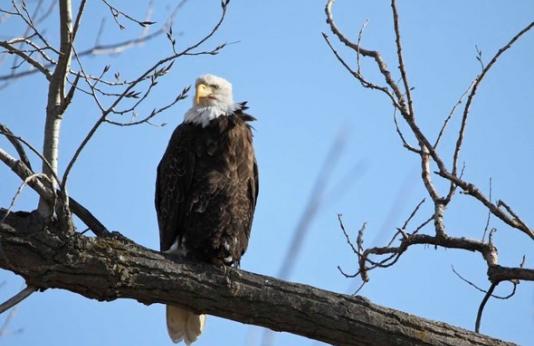 Bald eagle perched in tree