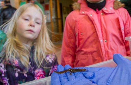 person shows two kids a salamander at Wetlands for Kids Day