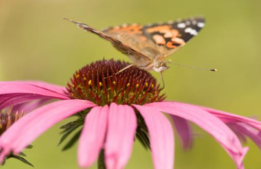 A painted lady butterfly sits on a purple coneflower. 