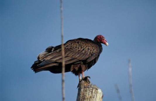 Turkey vulture perched on tree stump