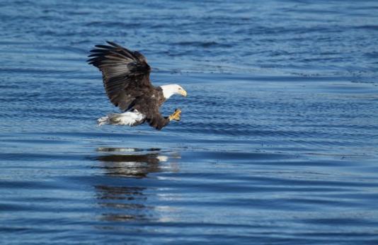 A bald eagle prepares to catch a fish in a lake.