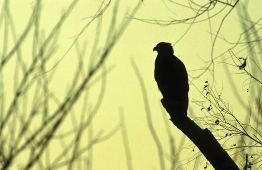 A silhouette of a bald eagle resting on a tree branch