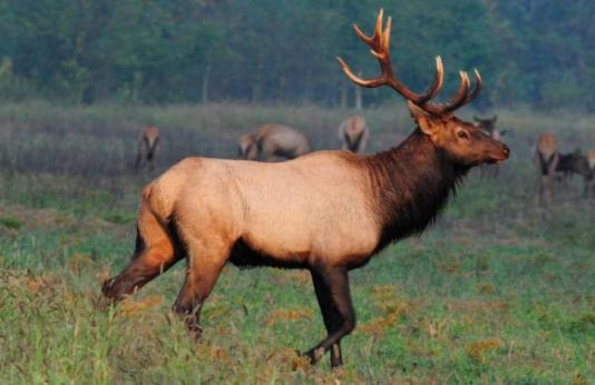 bull elk at Peck Ranch