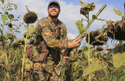 dove hunter in sunflower field