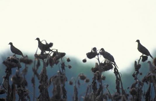 Doves perch on sunflowers