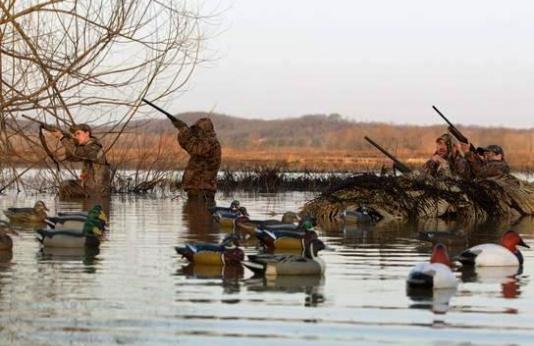 Three duck hunters take aim as another hunter calls in ducks. The hunters are in camoflage, and standing in thigh-deep water.