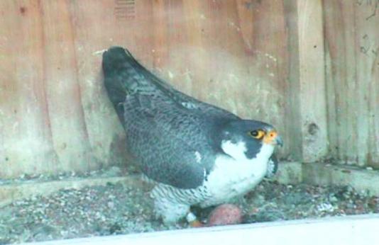 peregrine falcon on next