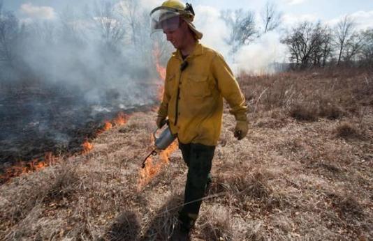 Worker using a drip torch at a prescribed fire.