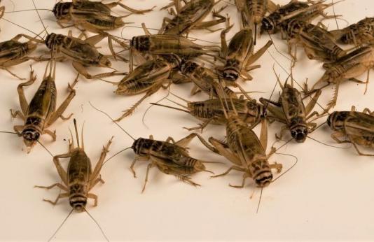 Group of crickets