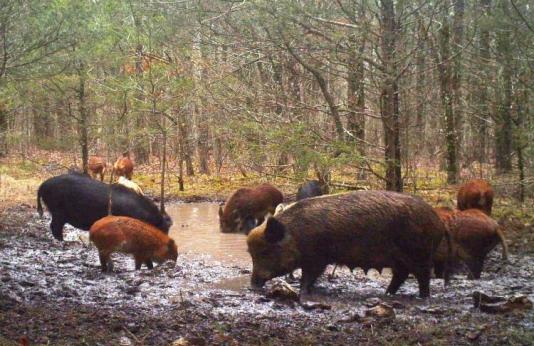 feral hogs damage spring